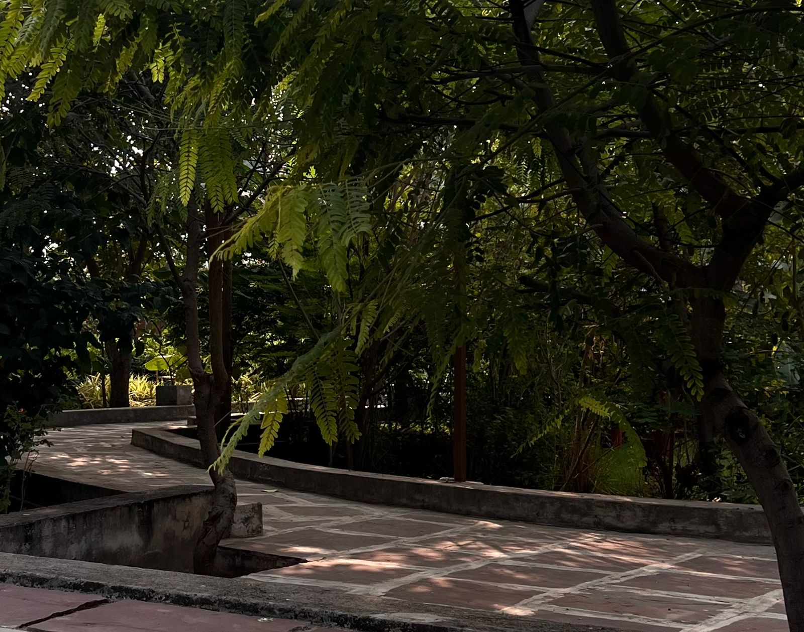 Stone path curving through dense garden greenery
